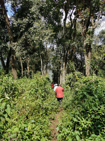 ETHIOPIA HAMBELLA DEGFA