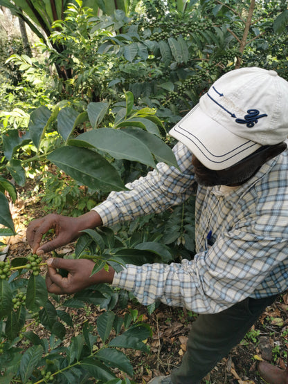 ETHIOPIA HAMBELLA DEGFA