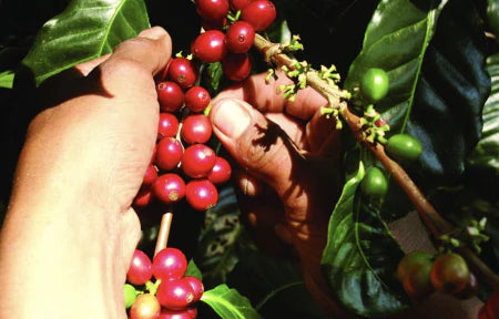 GUATEMALA LA NUEVA MONTANA 1KG