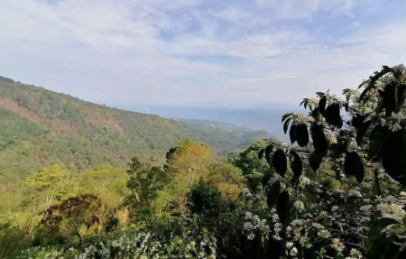 GUATEMALA LA NUEVA MONTANA 1KG