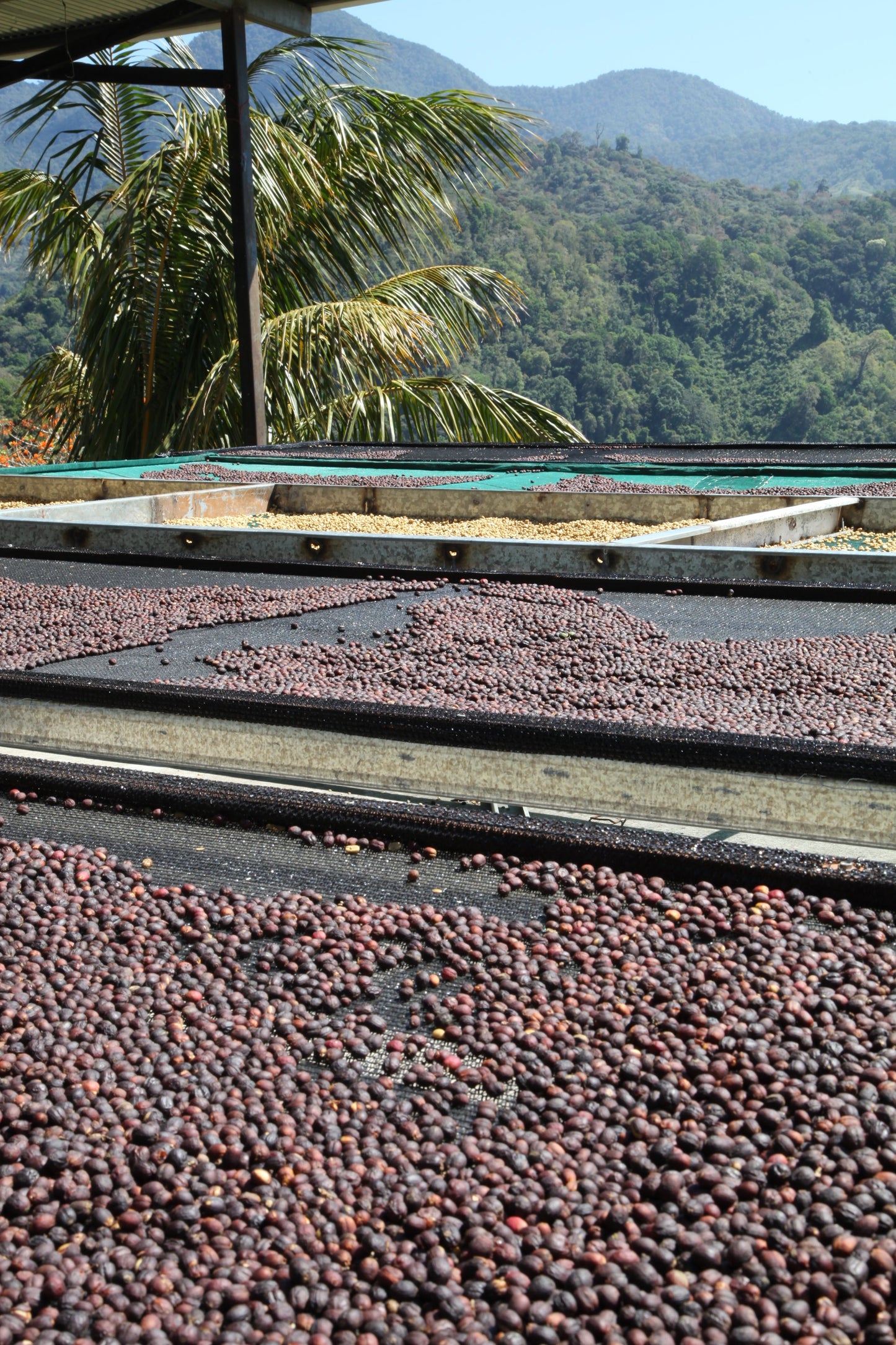 PANAMA BARU BLACK MOUNTAIN 1KG