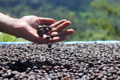 PANAMA BARU BLACK MOUNTAIN 1KG