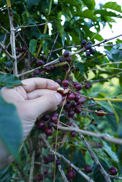 BRAZIL HERMANOS DA PEDRA GRANDE 250g