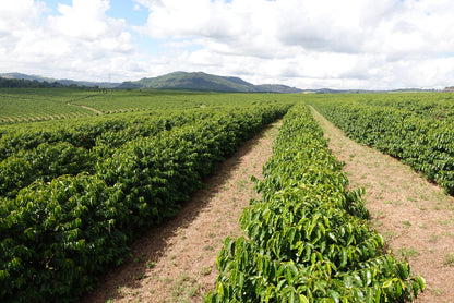 BRAZIL HERMANOS DA PEDRA GRANDE 250g